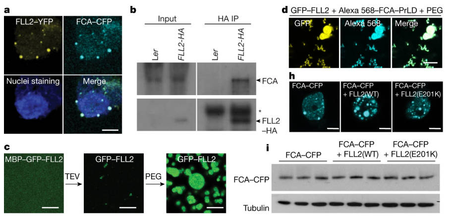 FLL2 promotes LLPS of poly(A) complexes