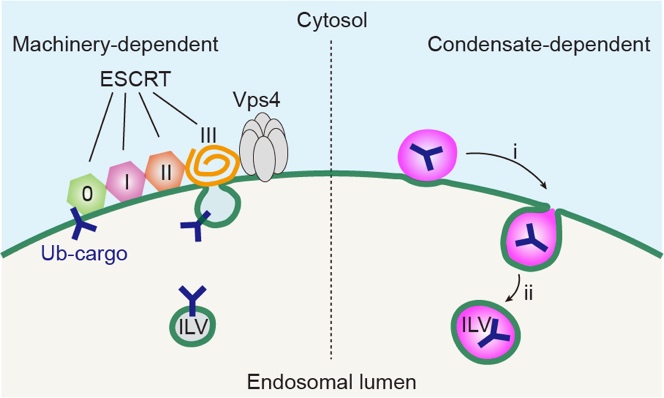 FREE1 wetting-driven bending & scission
