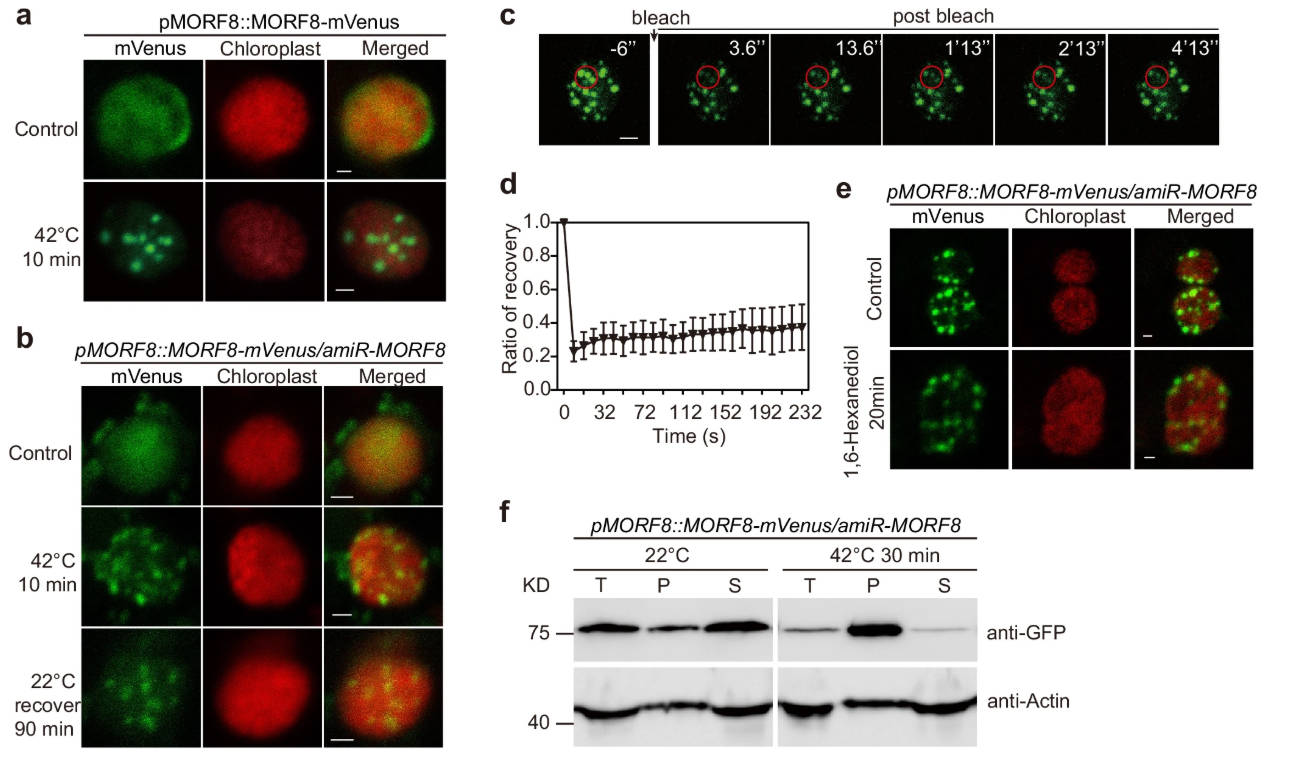 MORF8 condensates brake RNA editing