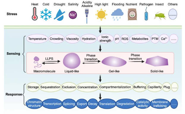 Stress sensing via condensates - Review