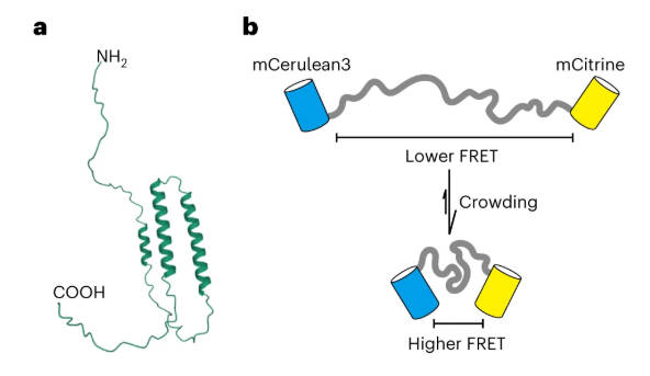 SEUSS condensation under hyperosmotic stress